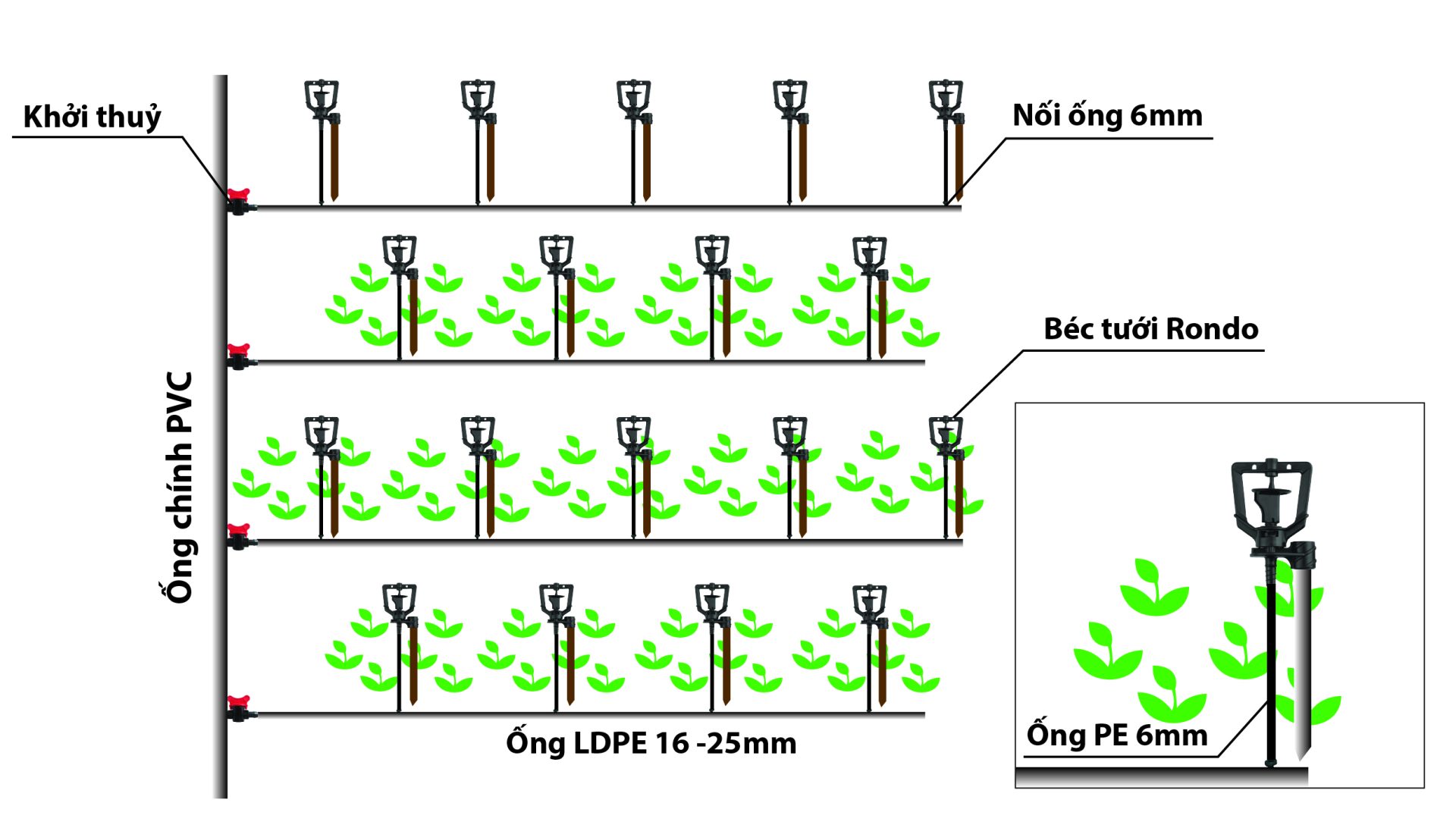 Mô hình tưới Rondo