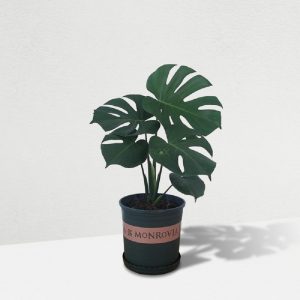 Monstera deliciosa (4)