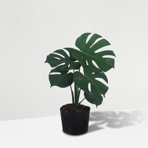 Monstera deliciosa (6)