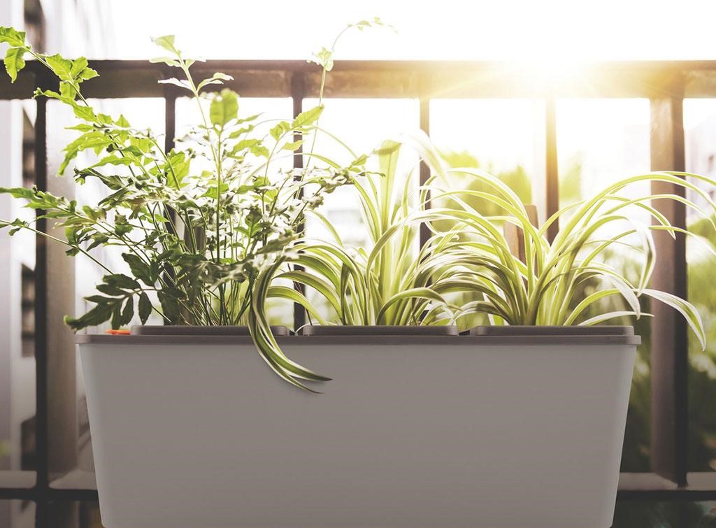 Các loại chậu nhựa trồng cây cao cấp được ưa chuộng 12 Các Loại Chậu Nhựa Trồng Cây Cao Cấp Được Ưa Chuộng