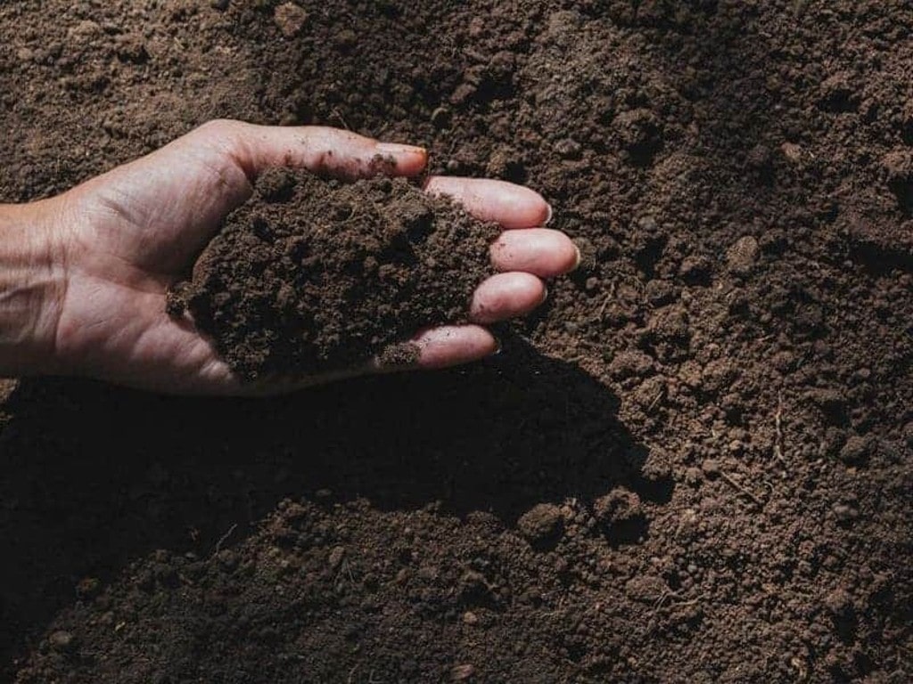 Hướng Dẫn Chi Tiết Cách Làm Đất Trồng Hoa Hồng Đầy Đủ Chất Dinh Dưỡng