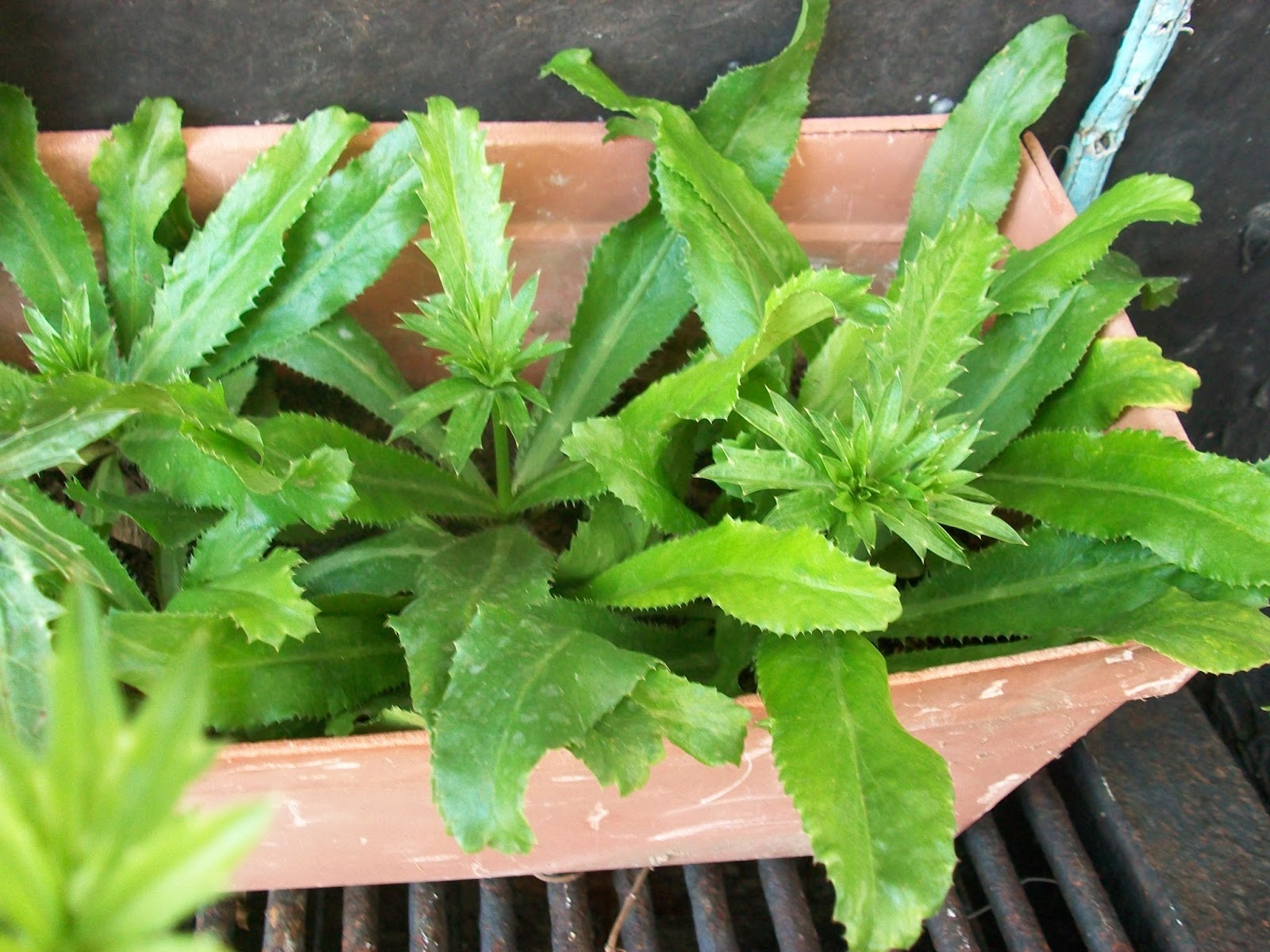 Hướng dẫn cách trồng các loại rau thơm trong chậu 6 Hướng Dẫn Cách Trồng Các Loại Rau Thơm Trong Chậu