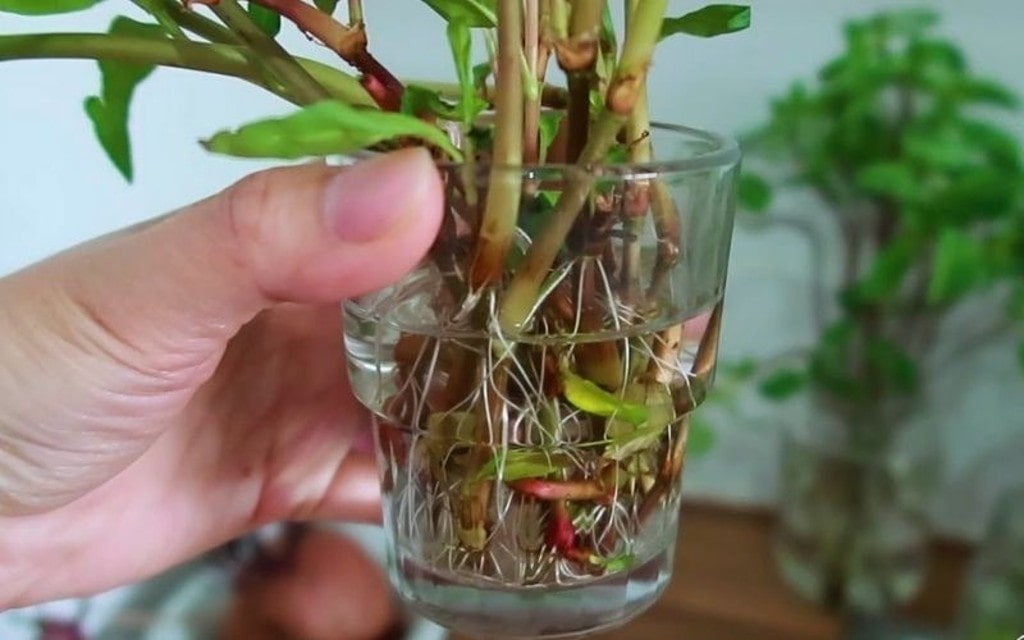 Hướng dẫn cách trồng các loại rau thơm trong chậu 7 Hướng Dẫn Cách Trồng Các Loại Rau Thơm Trong Chậu