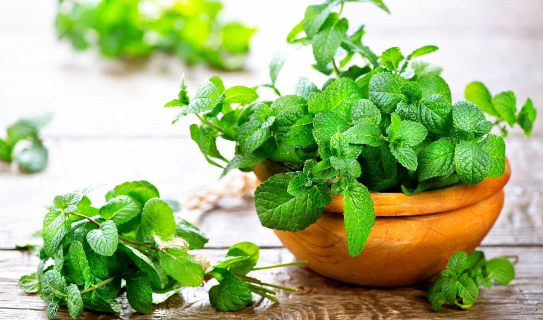 Hướng dẫn cách trồng các loại rau thơm trong chậu 8 Hướng Dẫn Cách Trồng Các Loại Rau Thơm Trong Chậu