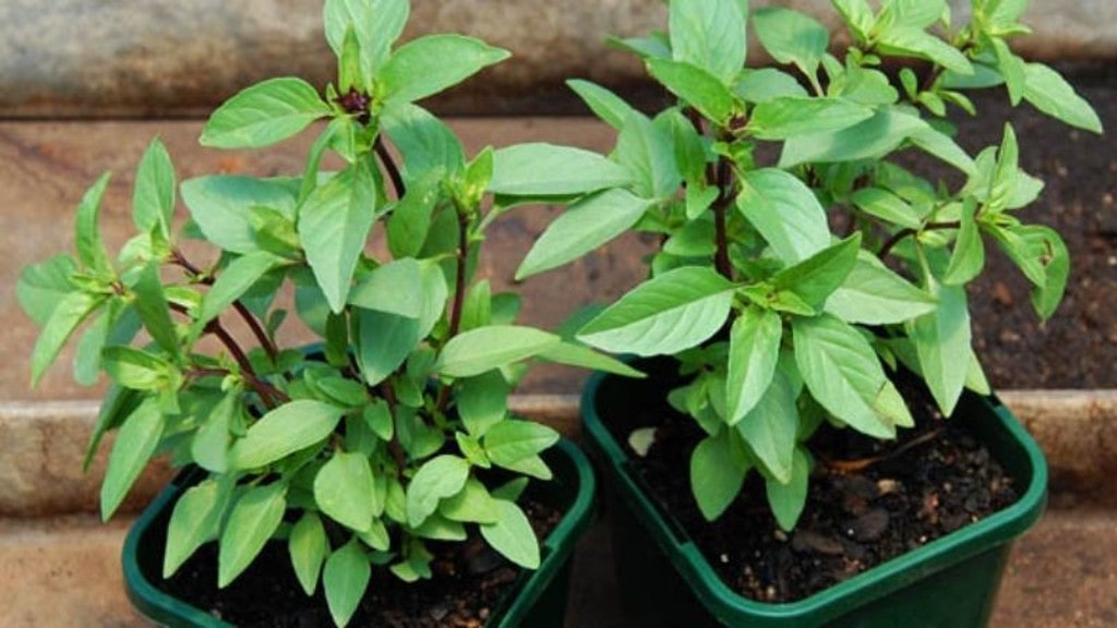 Hướng dẫn cách trồng các loại rau thơm trong chậu 9 Hướng Dẫn Cách Trồng Các Loại Rau Thơm Trong Chậu