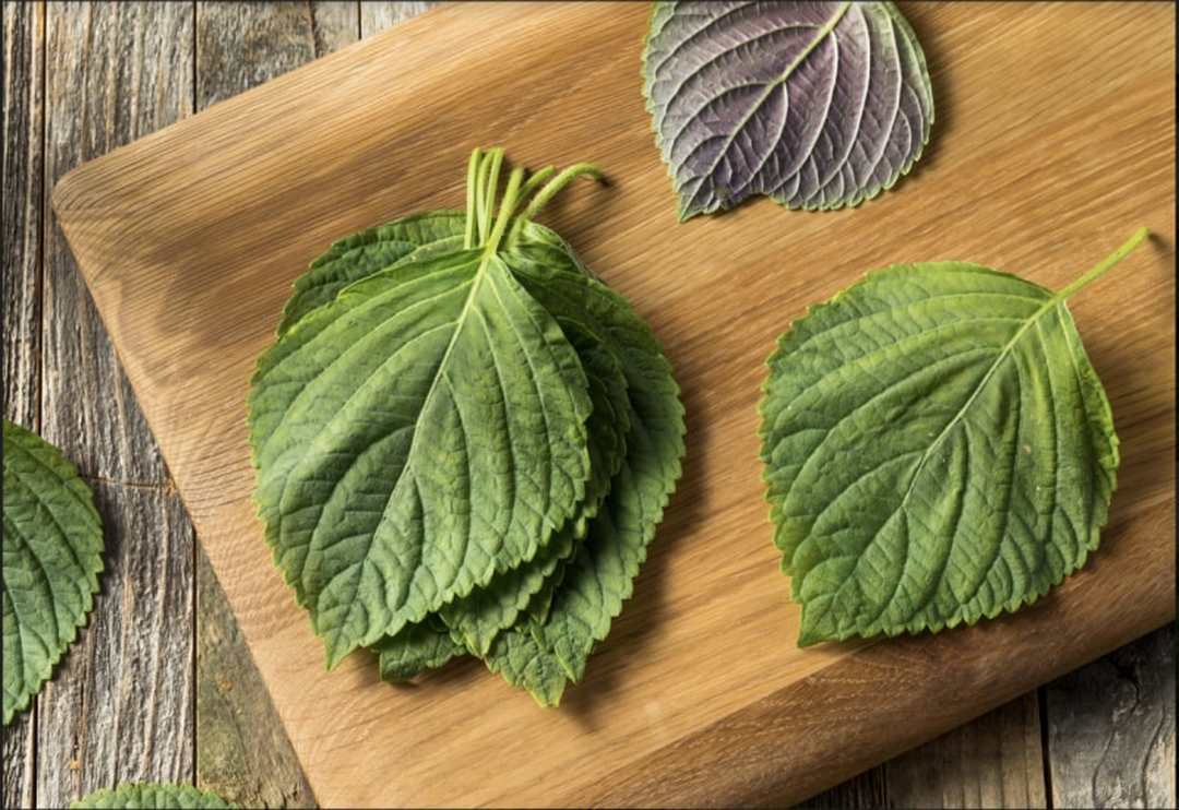 Hướng dẫn cách trồng các loại rau thơm trong chậu 10 Hướng Dẫn Cách Trồng Các Loại Rau Thơm Trong Chậu