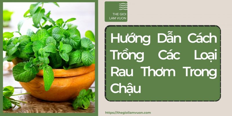 Hướng dẫn cách trồng các loại rau thơm trong chậu 73 Hướng Dẫn Cách Trồng Các Loại Rau Thơm Trong Chậu