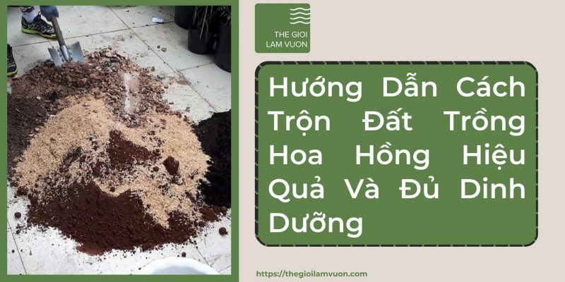 Hướng dẫn cách trộn đất trồng hoa hồng hiệu quả và đủ dinh dưỡng 55 Hướng Dẫn Cách Trộn Đất Trồng Hoa Hồng Hiệu Quả Và Đủ Dinh Dưỡng