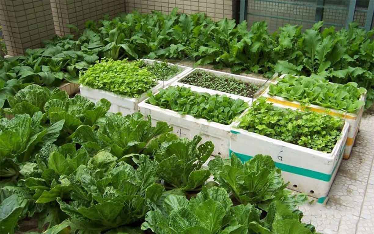 Cách trồng rau sạch trên đất trong thùng xốp đơn giản nhanh chóng 6 Cách Trồng Rau Sạch Trên Đất Trong Thùng Xốp Đơn Giản Nhanh Chóng