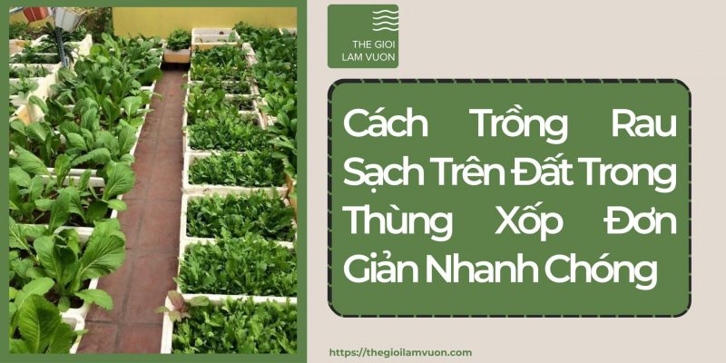 Cách trồng rau sạch trên đất trong thùng xốp đơn giản nhanh chóng 54 Cách Trồng Rau Sạch Trên Đất Trong Thùng Xốp Đơn Giản Nhanh Chóng