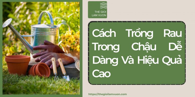 Cách trồng rau trong chậu dễ dàng và hiệu quả cao 58 Cách Trồng Rau Trong Chậu Dễ Dàng Và Hiệu Quả Cao