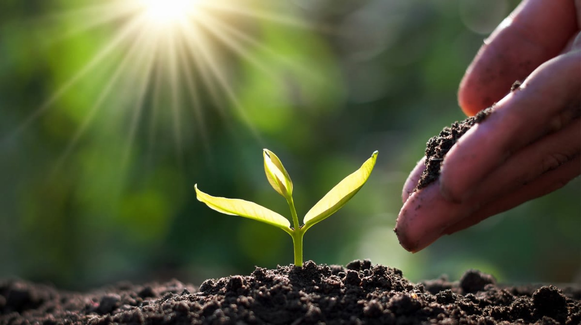 Cách phương pháp cải tạo đất trồng rau sạch hữu cơ dễ làm 7 Cách Phương Pháp Cải Tạo Đất Trồng Rau Sạch Hữu Cơ Dễ Làm