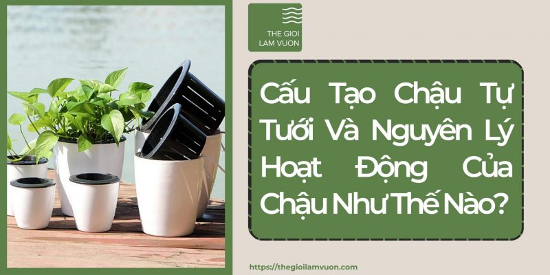 Cấu tạo chậu tự tưới và nguyên lý hoạt động của chậu như thế nào? 25 Cấu Tạo Chậu Tự Tưới Và Nguyên Lý Hoạt Động Của Chậu Như Thế Nào?