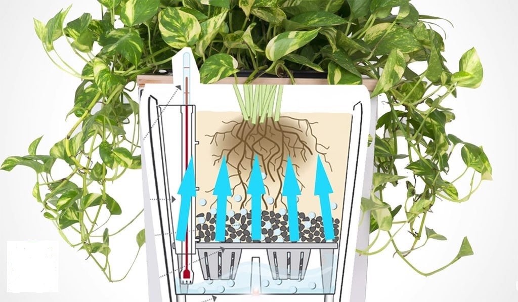 Mua chậu tự tưới thông minh cho cây văn phòng 5 Cấu Tạo Chậu Tự Tưới Và Nguyên Lý Hoạt Động Của Chậu Như Thế Nào?