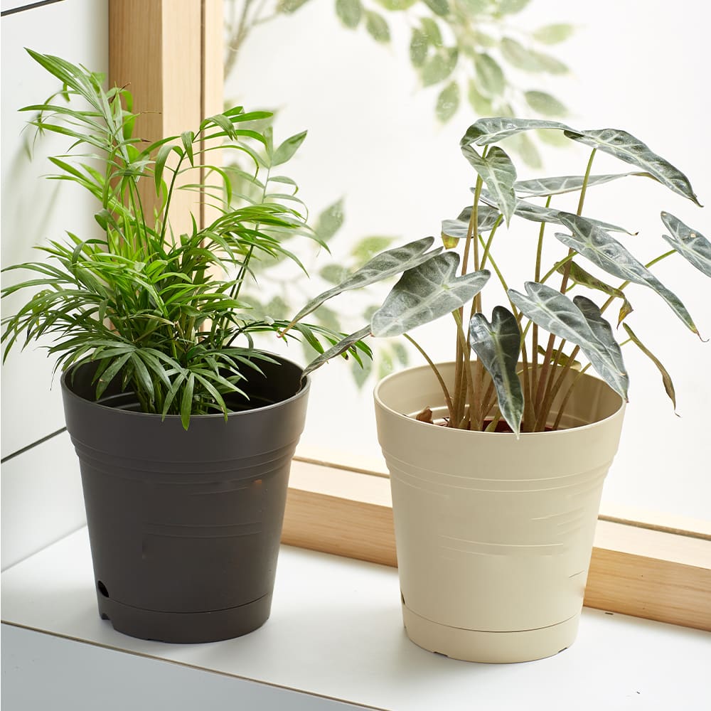 Chậu nhựa trồng cây 80cm và cách chọn chậu cây phù hợp 6 Chậu Nhựa Trồng Cây 80cm Và Cách Chọn Chậu Cây Phù Hợp