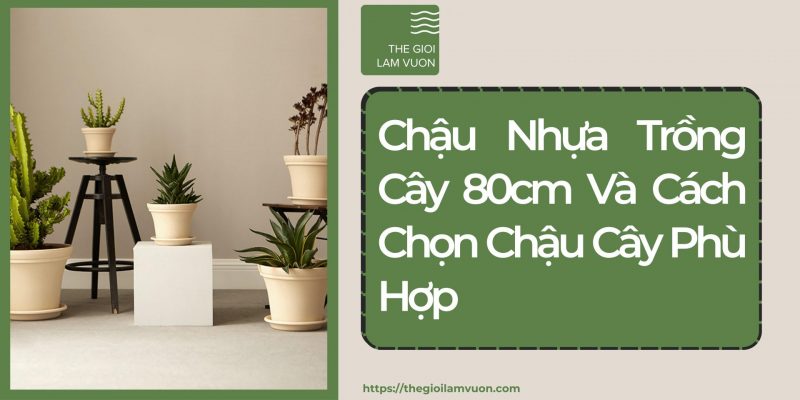 Chậu nhựa trồng cây 80cm và cách chọn chậu cây phù hợp 50 Chậu Nhựa Trồng Cây 80cm Và Cách Chọn Chậu Cây Phù Hợp