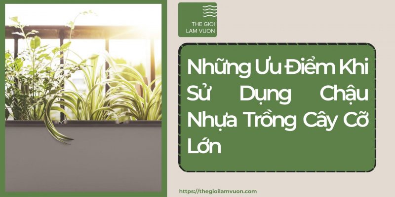 Những ưu điểm khi sử dụng chậu nhựa trồng cây cỡ lớn 46 Những Ưu Điểm Khi Sử Dụng Chậu Nhựa Trồng Cây Cỡ Lớn