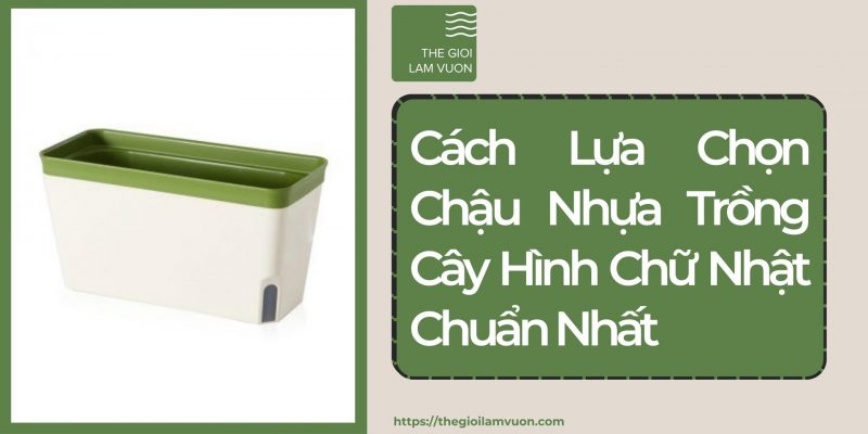 Cách lựa chọn chậu nhựa trồng cây hình chữ nhật chuẩn nhất 29 Cách Lựa Chọn Chậu Nhựa Trồng Cây Hình Chữ Nhật Chuẩn Nhất