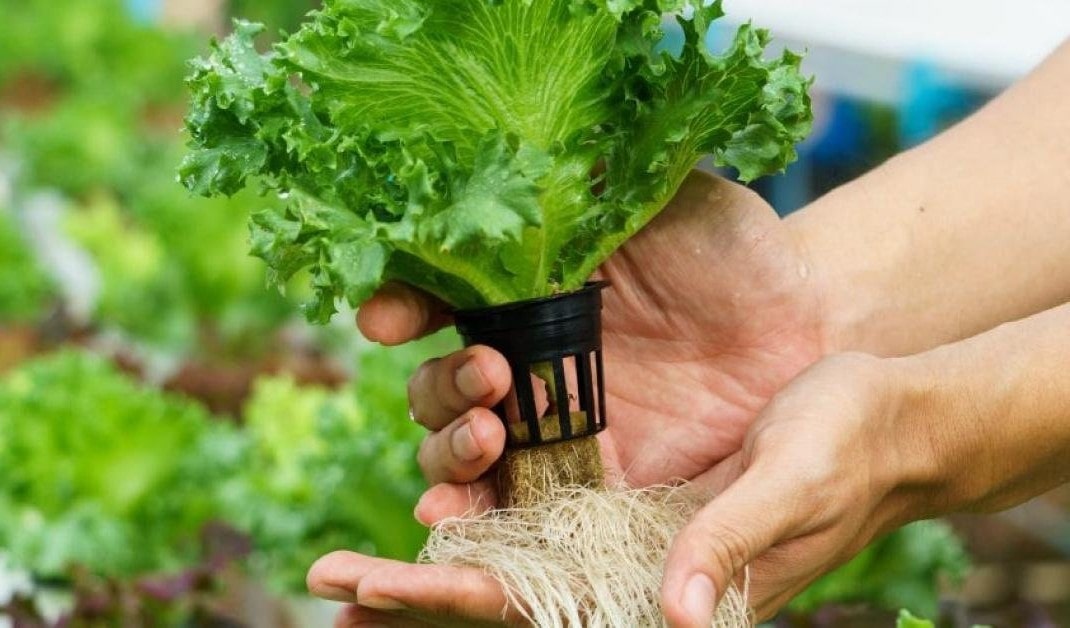 Rau Thủy Canh Là Gì? Tại Sao Nên Sử Dụng Chậu Trồng Rau Thủy Canh?