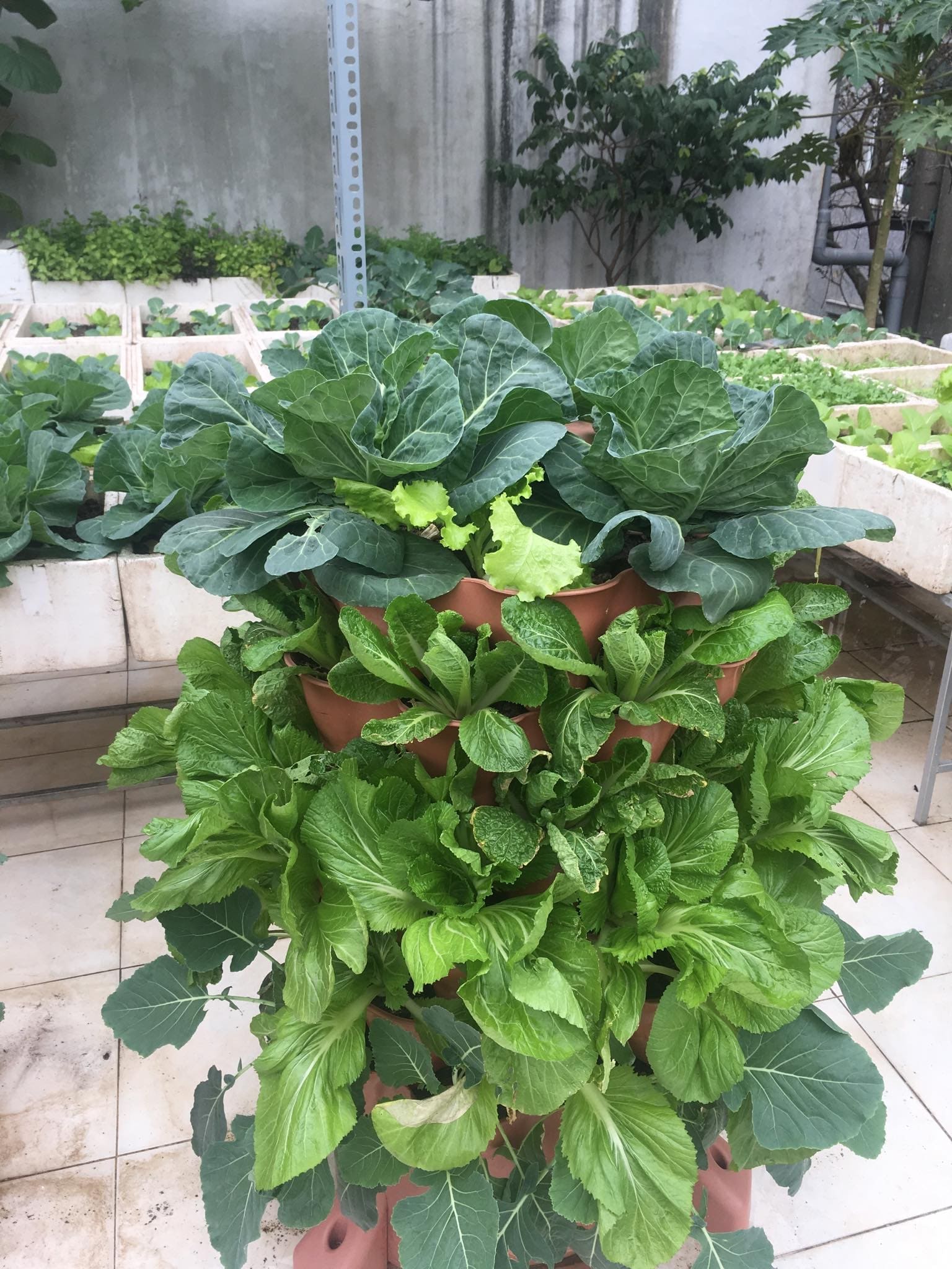 Top 5 loại chậu nhựa trồng cây ăn trái phù hợp cho sân vườn, ban công, sân thượng 10 Rau Thủy Canh Là Gì? Tại Sao Nên Sử Dụng Chậu Trồng Rau Thủy Canh?