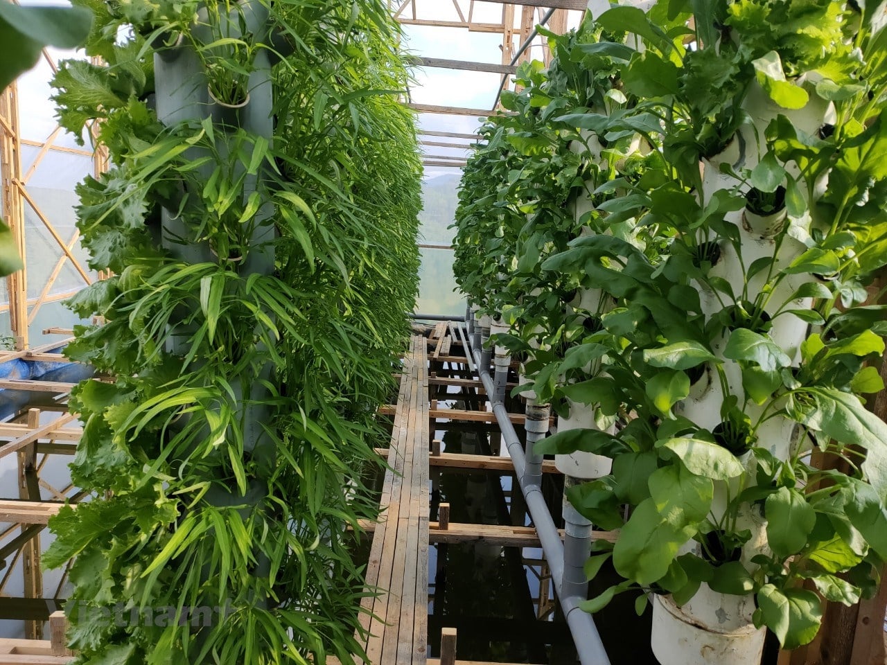 Rau Thủy Canh Là Gì? Tại Sao Nên Sử Dụng Chậu Trồng Rau Thủy Canh?