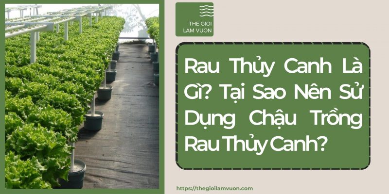Rau thủy canh là gì? Tại sao nên sử dụng chậu trồng rau thủy canh? 35 Rau Thủy Canh Là Gì? Tại Sao Nên Sử Dụng Chậu Trồng Rau Thủy Canh?