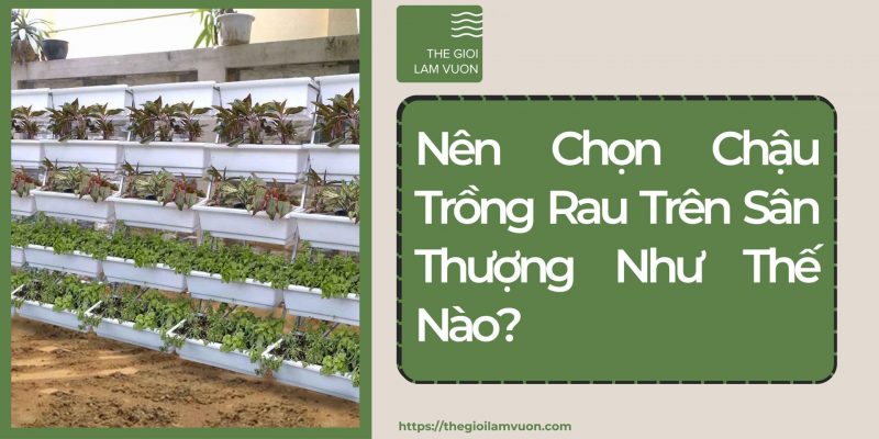 Nên chọn chậu trồng rau trên sân thượng như thế nào? 40 Nên Chọn Chậu Trồng Rau Trên Sân Thượng Như Thế Nào?