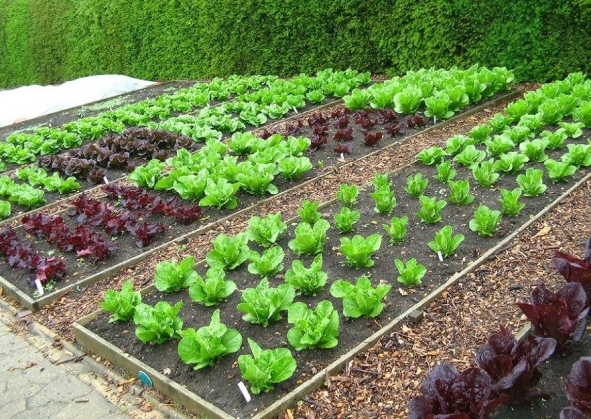 Nên lựa chọn đất trồng rau sạch nào để mang lại hiệu quả tốt cho rau? 7 Nên Lựa Chọn Đất Trồng Rau Sạch Nào Để Mang Lại Hiệu Quả Tốt Cho Rau?