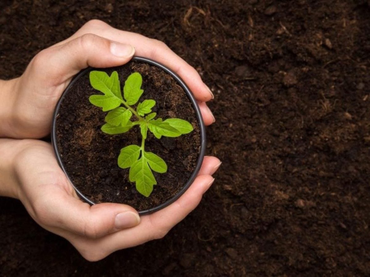 Nên lựa chọn đất trồng rau sạch nào để mang lại hiệu quả tốt cho rau? 9 Nên Lựa Chọn Đất Trồng Rau Sạch Nào Để Mang Lại Hiệu Quả Tốt Cho Rau?