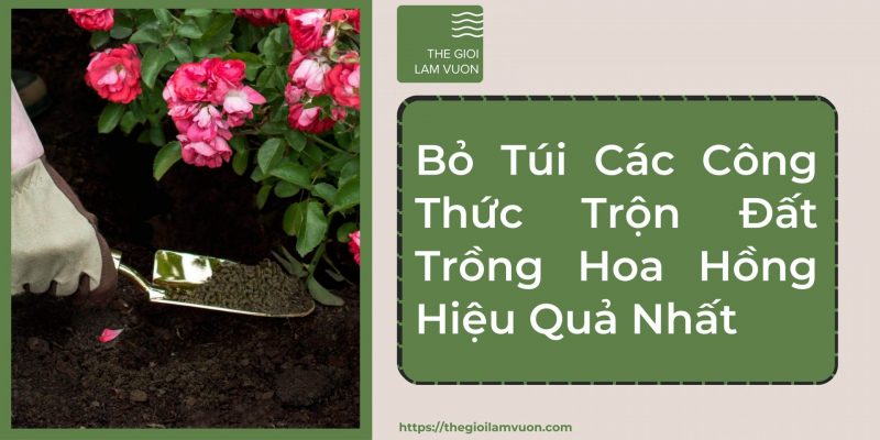 Bỏ túi các công thức trộn đất trồng hoa hồng hiệu quả nhất 30 Bỏ Túi Các Công Thức Trộn Đất Trồng Hoa Hồng Hiệu Quả Nhất