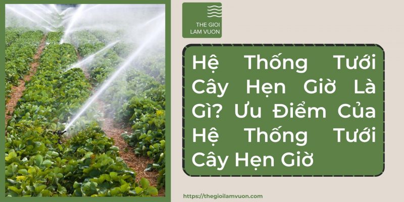 Hệ thống tưới cây hẹn giờ là gì? Ưu điểm của hệ thống tưới cây hẹn giờ 47 Hệ Thống Tưới Cây Hẹn Giờ Là Gì? Ưu Điểm Của Hệ Thống Tưới Cây Hẹn Giờ