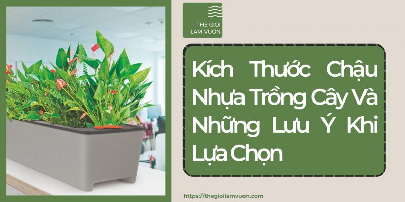 Kích thước chậu nhựa trồng cây và những lưu ý khi lựa chọn 21 Kích Thước Chậu Nhựa Trồng Cây Và Những Lưu Ý Khi Lựa Chọn