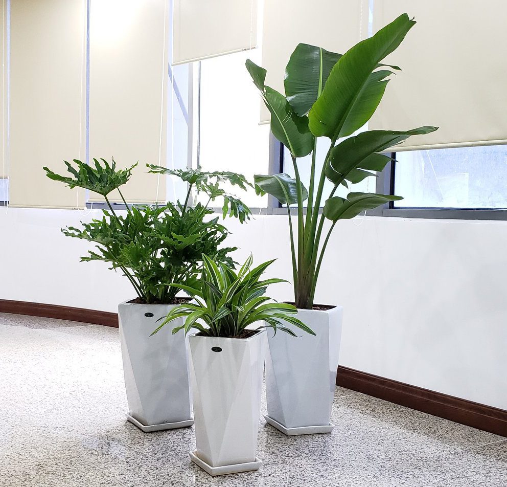 Kích thước chậu nhựa trồng cây và những lưu ý khi lựa chọn 4 Kích Thước Chậu Nhựa Trồng Cây Và Những Lưu Ý Khi Lựa Chọn
