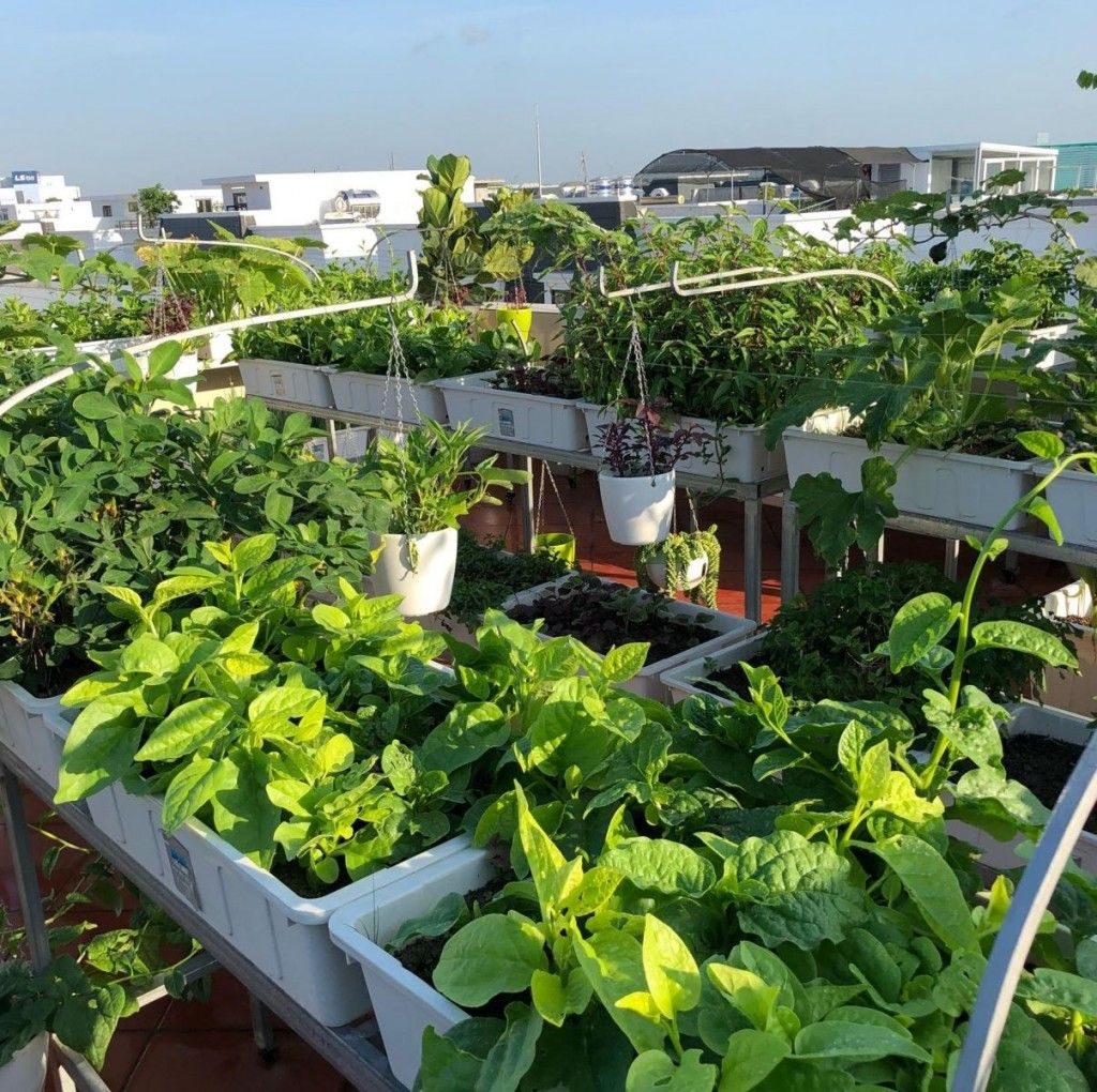Kích thước chậu nhựa trồng cây và những lưu ý khi lựa chọn 6 Kích Thước Chậu Nhựa Trồng Cây Và Những Lưu Ý Khi Lựa Chọn