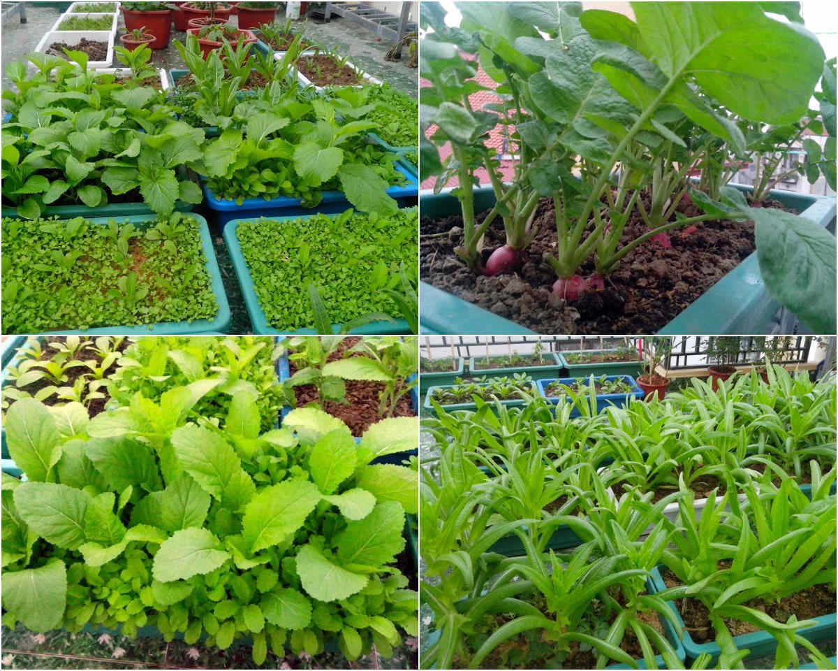 Bỏ Túi Kỹ Thuật Trồng Rau Trong Chậu Cho Người Mới