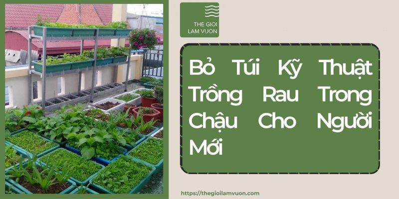 Bỏ túi kỹ thuật trồng rau trong chậu cho người mới 21 Bỏ Túi Kỹ Thuật Trồng Rau Trong Chậu Cho Người Mới