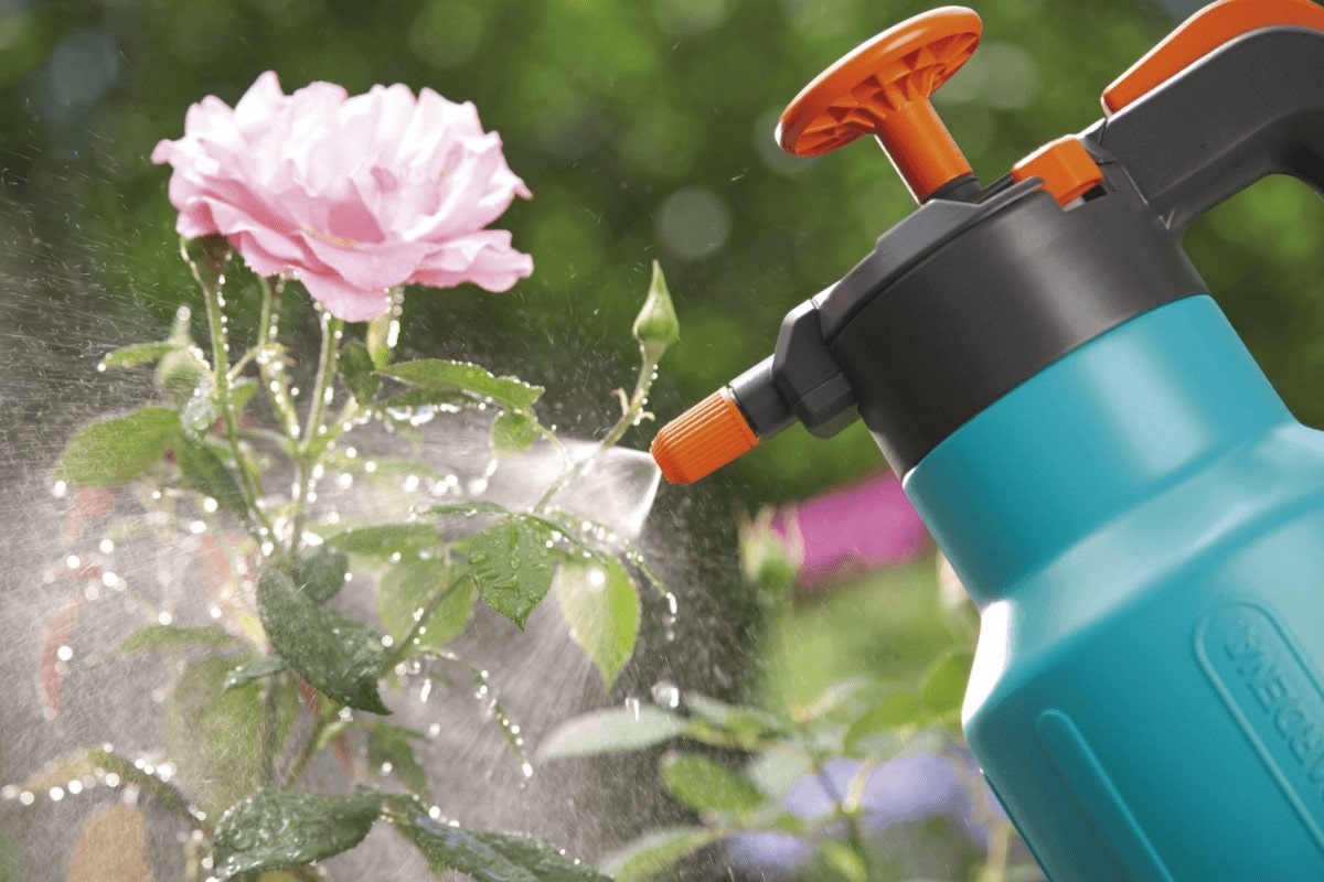 Nên trồng hoa hồng trong chậu hay ngoài đất? Những lưu ý khi chăm hoa hồng 8 Nên Trồng Hoa Hồng Trong Chậu Hay Ngoài Đất? Những Lưu Ý Khi Chăm Hoa Hồng