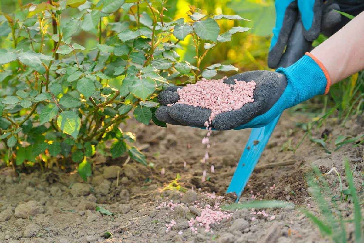 Nên trồng hoa hồng trong chậu hay ngoài đất? Những lưu ý khi chăm hoa hồng 9 Nên Trồng Hoa Hồng Trong Chậu Hay Ngoài Đất? Những Lưu Ý Khi Chăm Hoa Hồng