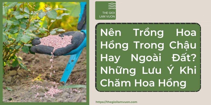 Nên trồng hoa hồng trong chậu hay ngoài đất? Những lưu ý khi chăm hoa hồng 43 Nên Trồng Hoa Hồng Trong Chậu Hay Ngoài Đất? Những Lưu Ý Khi Chăm Hoa Hồng