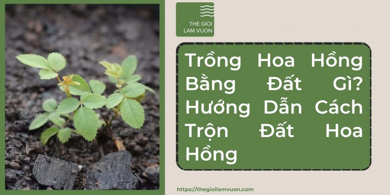 Trồng hoa hồng bằng đất gì? Hướng dẫn cách trộn đất hoa hồng 36 Trồng Hoa Hồng Bằng Đất Gì? Hướng Dẫn Cách Trộn Đất Hoa Hồng