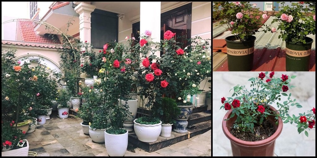 Trồng hoa hồng có cần nhiều đất không? Cách trồng hoa hồng hiệu quả 7 Trồng Hoa Hồng Có Cần Nhiều Đất Không? Cách Trồng Hoa Hồng Hiệu Quả