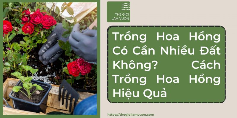 Trồng hoa hồng có cần nhiều đất không? Cách trồng hoa hồng hiệu quả 24 Trồng Hoa Hồng Có Cần Nhiều Đất Không? Cách Trồng Hoa Hồng Hiệu Quả