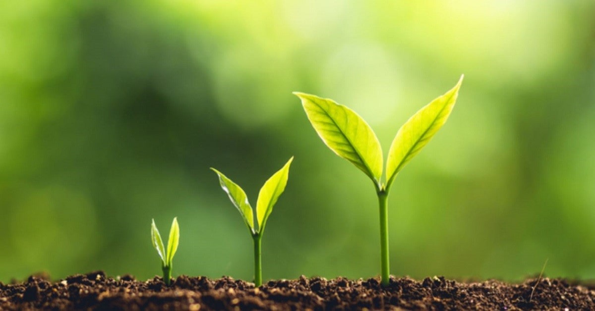 Tại sao cần xử lý đất trồng rau sạch? Hướng dẫn xử lý đất trồng rau 7 Tại Sao Cần Xử Lý Đất Trồng Rau Sạch? Hướng Dẫn Xử Lý Đất Trồng Rau