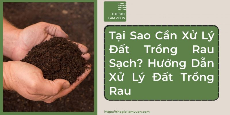 Tại sao cần xử lý đất trồng rau sạch? Hướng dẫn xử lý đất trồng rau 57 Tại Sao Cần Xử Lý Đất Trồng Rau Sạch? Hướng Dẫn Xử Lý Đất Trồng Rau