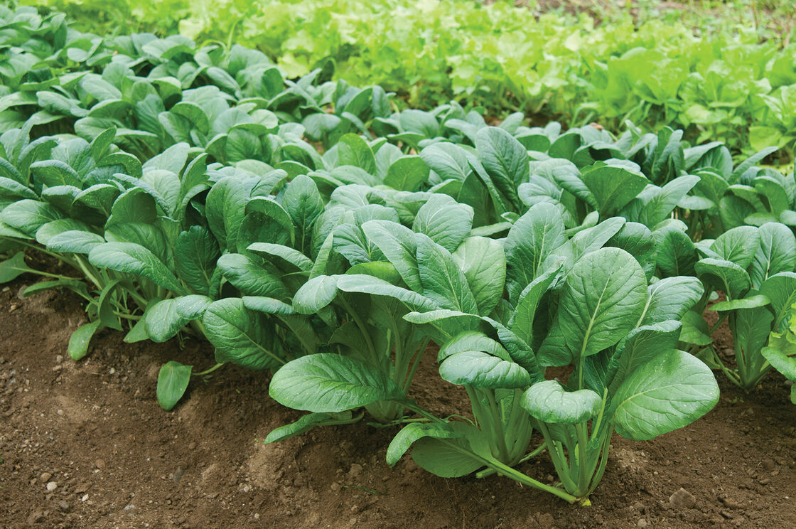 Hạt giống cải bó xôi 1 Cải bó xôi