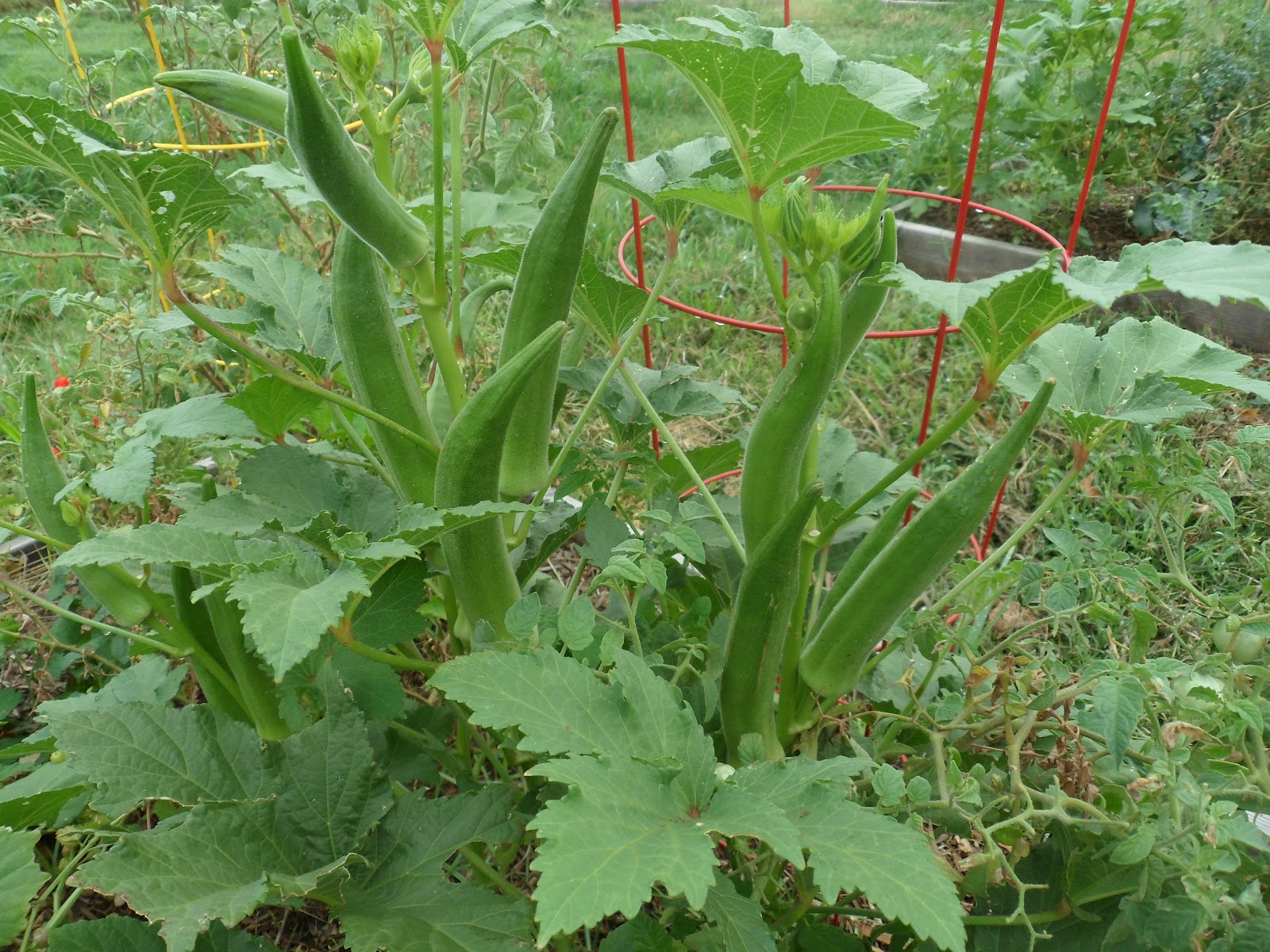 Đậu bắp xanh (1)