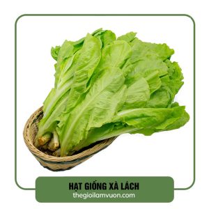 Hat giong xa lach 2