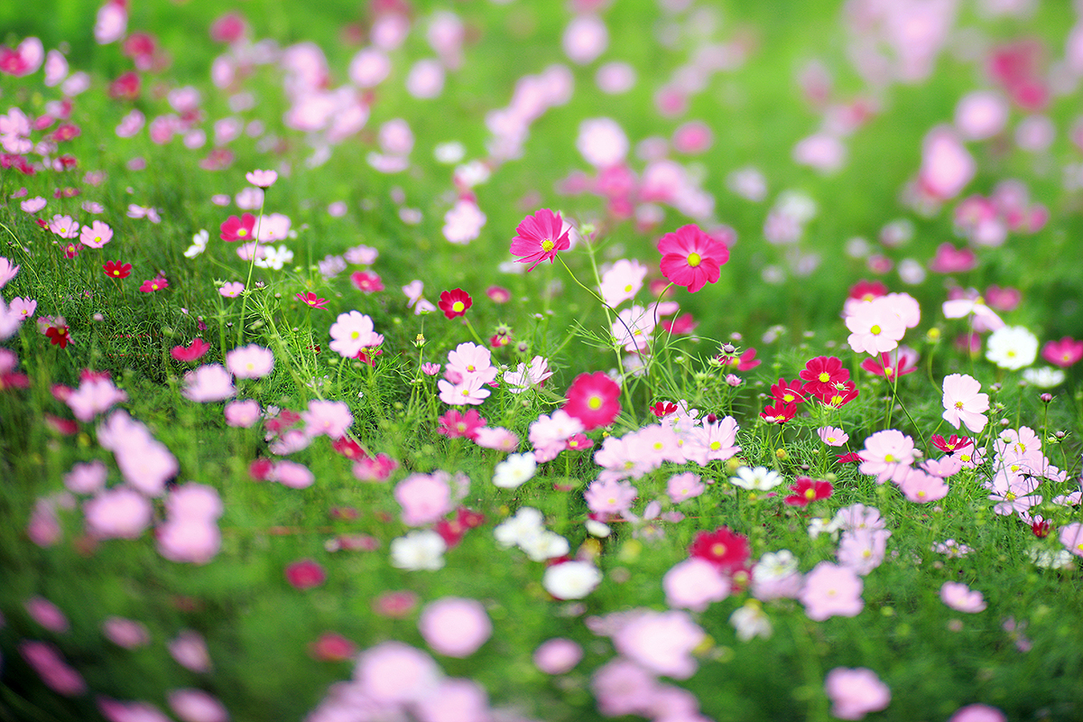 Hạt giống hoa sao nhái 1 Hoa sao nhái