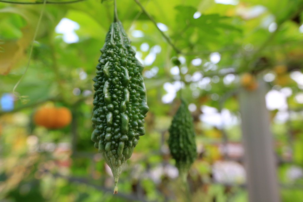 Hạt giống khổ qua rừng 1 Khổ qua rừng