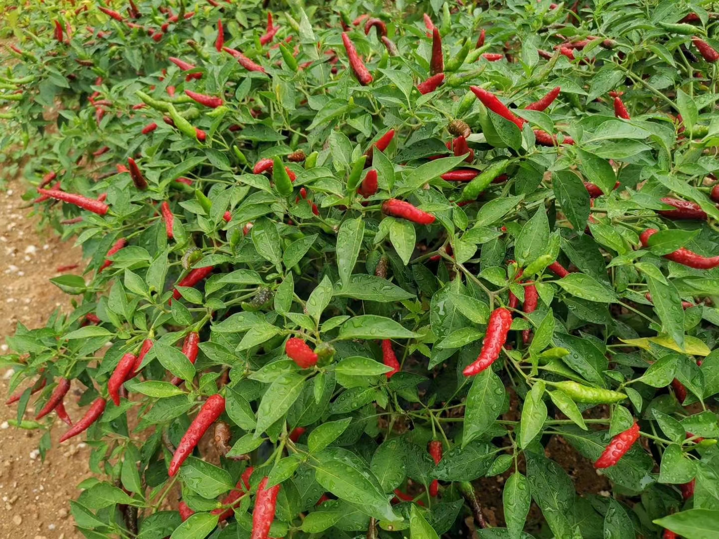 Ớt chỉ thiên (1)